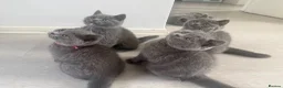 British Shorthair cats for sale: Beautiful 😍 GCCF British shorthair kittens - Advert 1