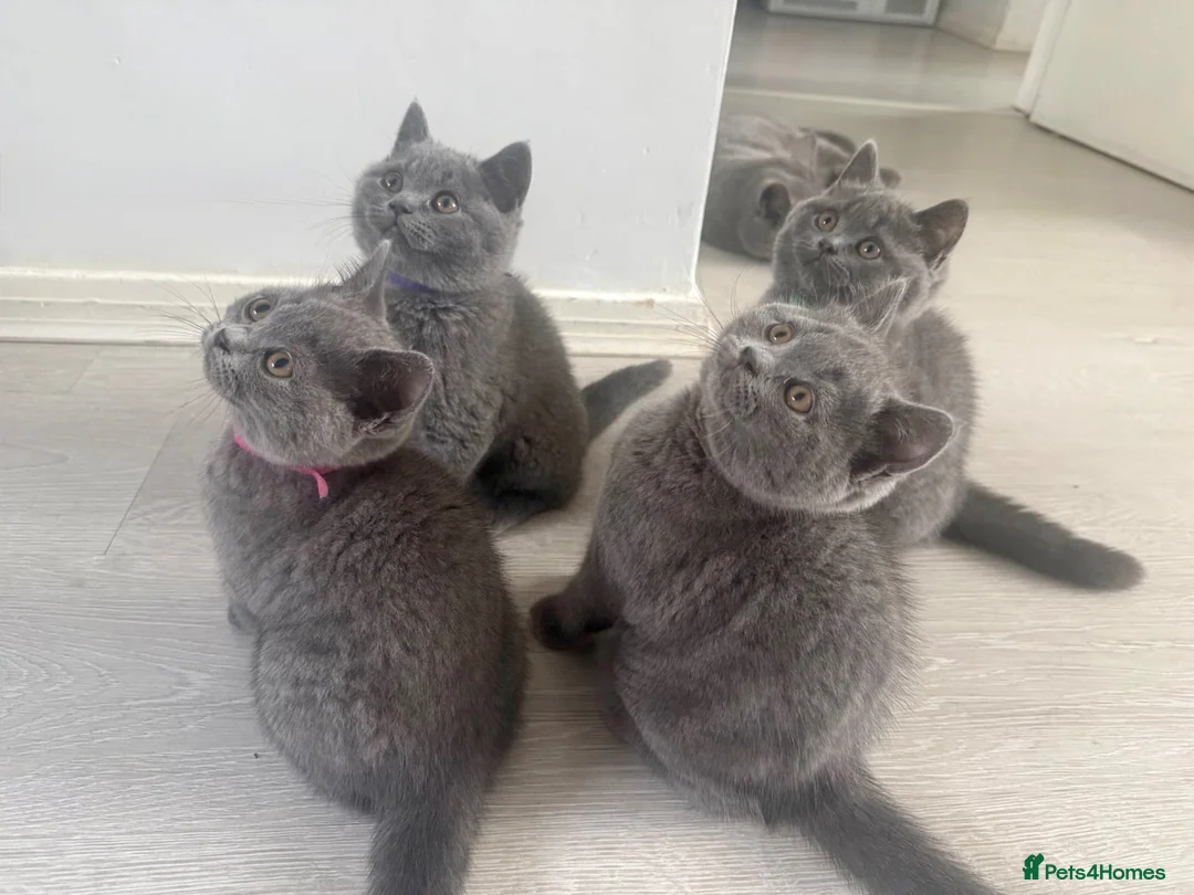 British Shorthair cats for sale: Beautiful 😍 GCCF British shorthair kittens - Advert 1