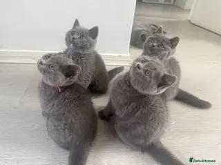 British Shorthair cats Beautiful 😍 GCCF British shorthair kittens - Advert 1