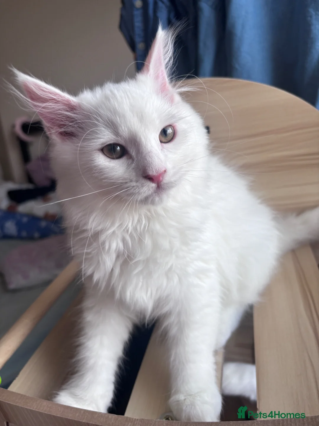 Munchkin cats for sale: Beautiful Girl kitten - Advert 2