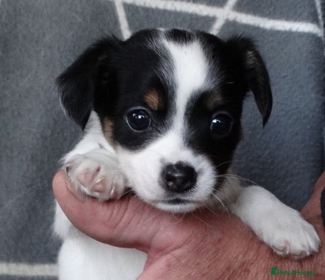 Jack Russell dogs for sale: Beautiful Jack Russell/chihuahua mix puppies - Advert 26