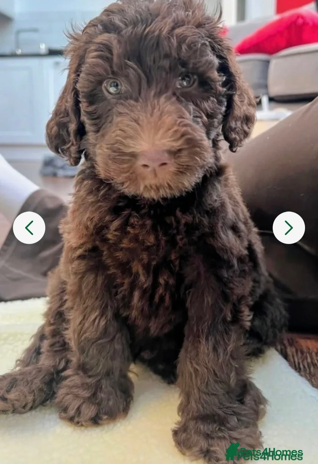 Double Doodle dogs for sale: Standard Double Doodle Puppies Due November🤎🐾 - Advert 19