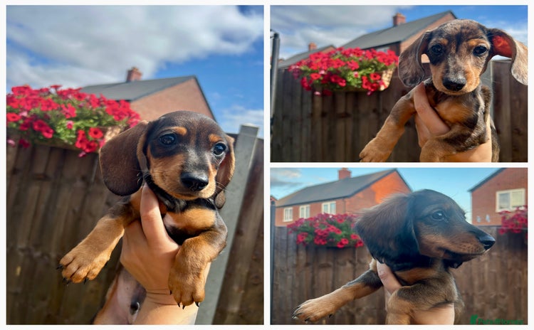 Miniature Dachshund dogs - Advert 15