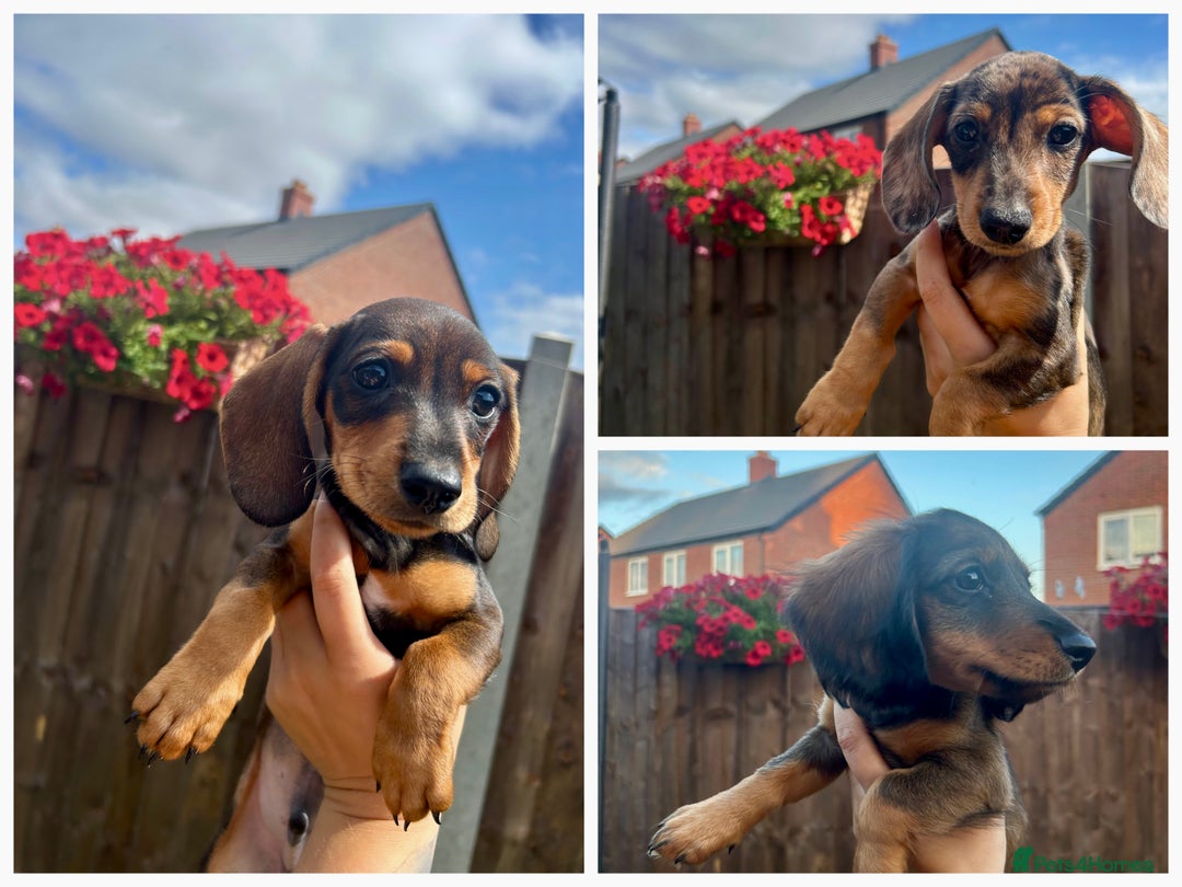 Miniature Dachshund dogs for sale: Minature dachshunds for sale! LAST 2!READY TO GO! - Image 1