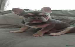 French Bulldog dogs for sale: Lilac tan French bulldog  - Image 2