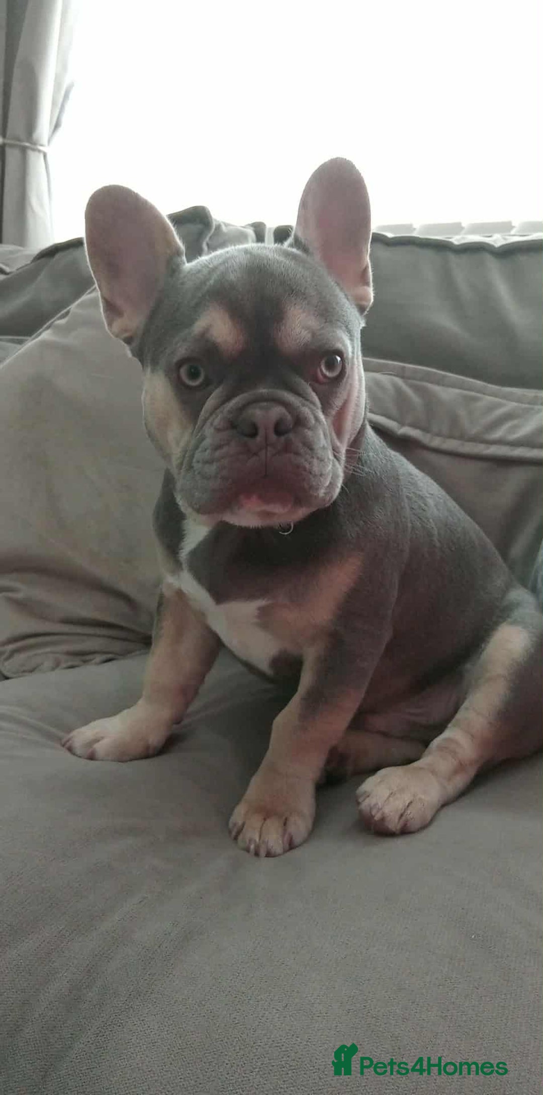 French Bulldog dogs for sale: Lilac tan French bulldog  - Image 2