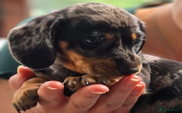 Miniature Dachshund dogs for sale: Miniature dachshund 1 boy left ready now - Image 5