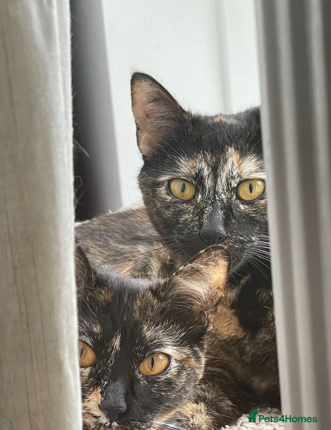 Mixed Breed cats for sale: 2 Tortoise shell female cats  - Advert 6