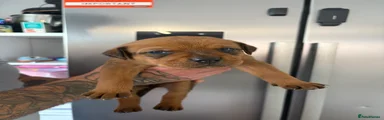 Mixed Breed 4