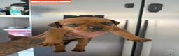 Mixed Breed dogs for sale: Mastiff x Rottweiler pups for sale - Advert 26