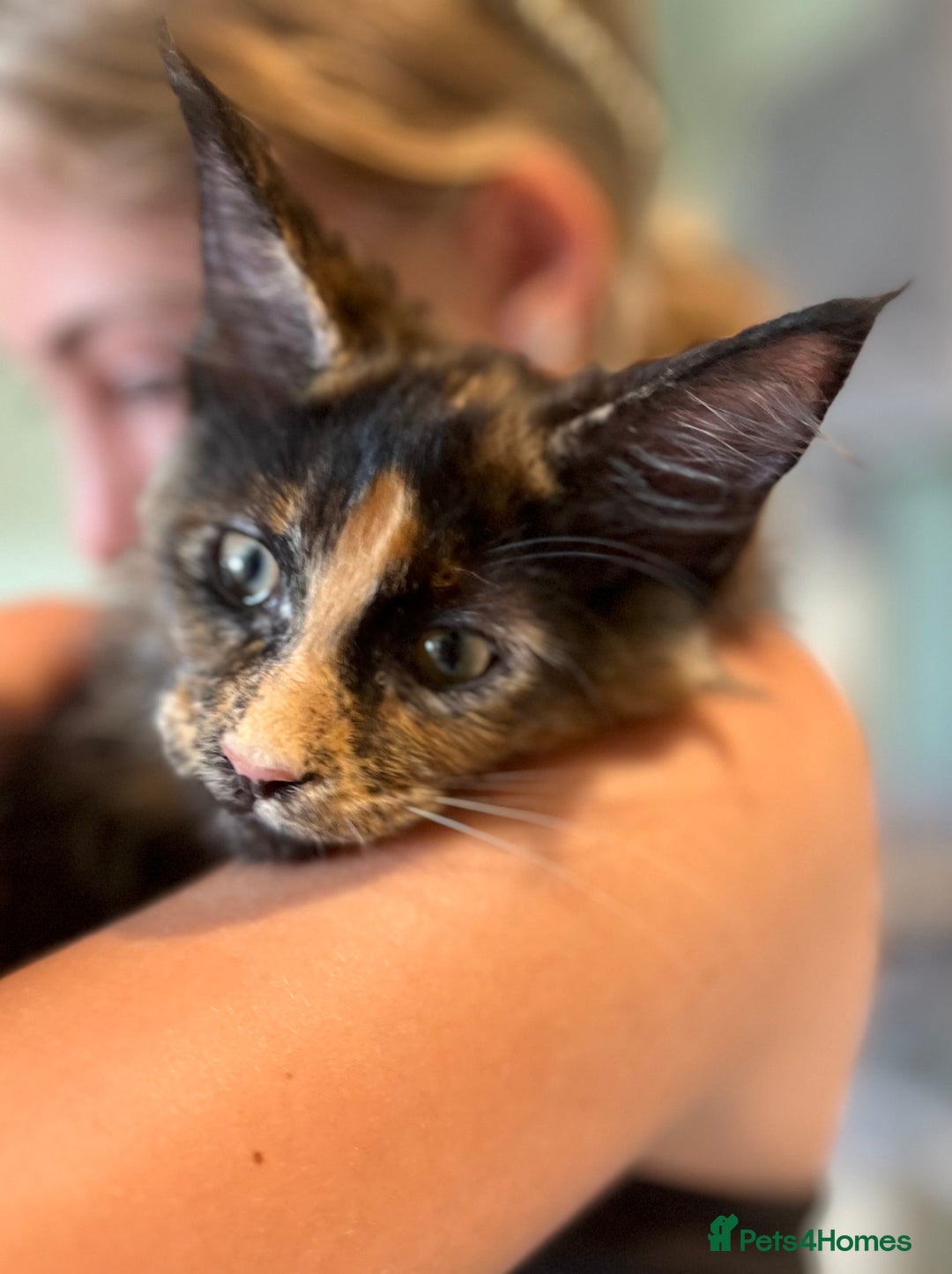 Maine Coon cats for sale: *READY* Stunning Tica Maine Coons - Image 7