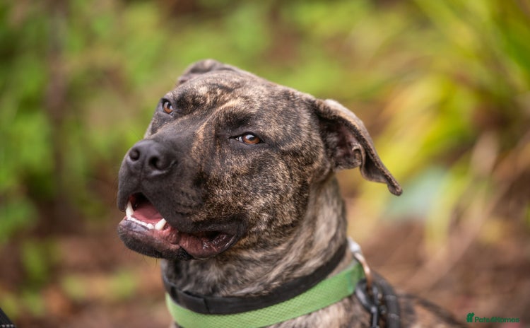 Mixed Breed dogs - Advert 4