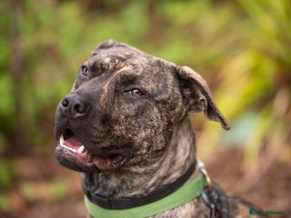 Mixed Breed dogs Nile - Advert 17