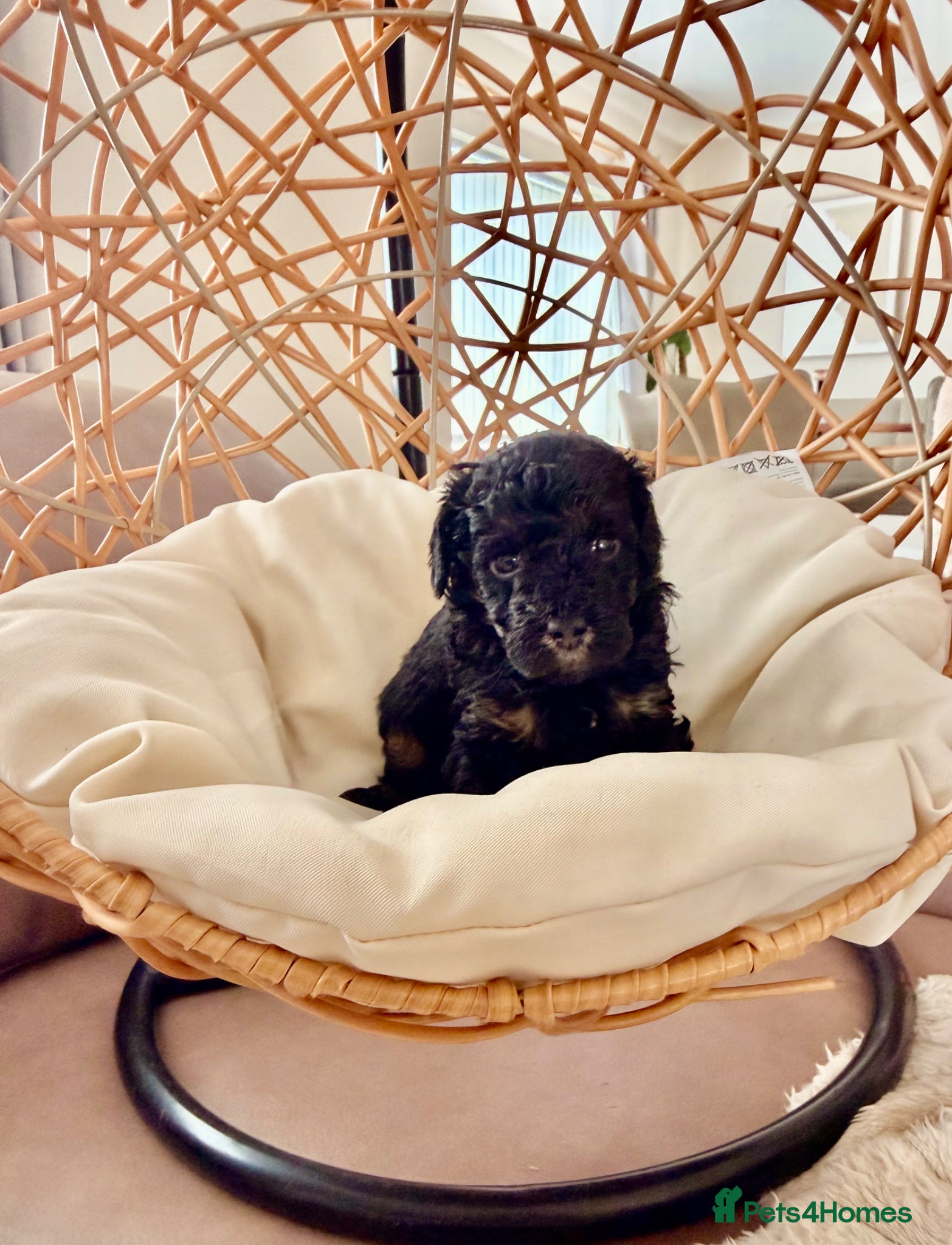 Toy Poodle dogs Kc toy poodle puppies ONE LEFT  - Advert 2