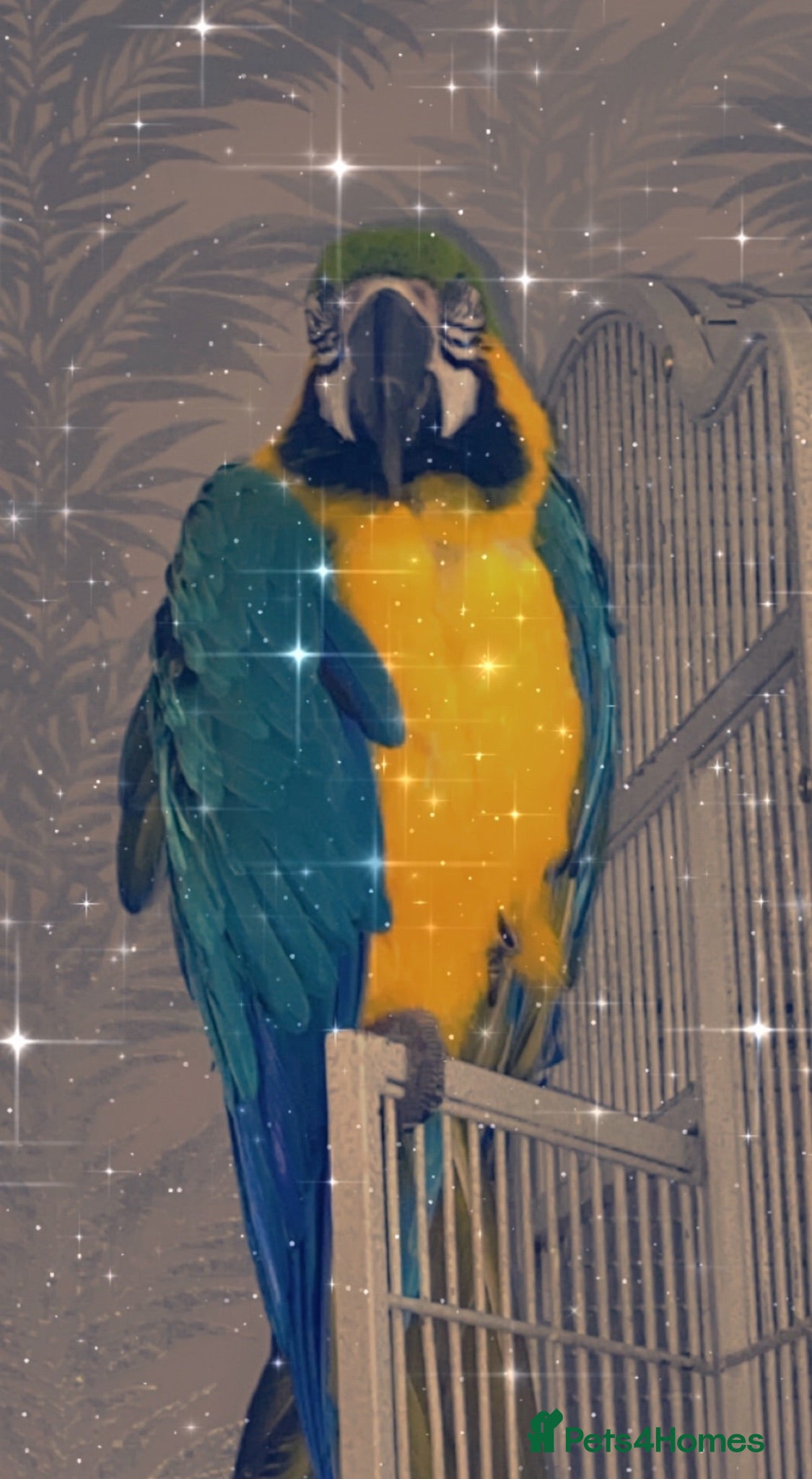 Macaws birds Blue & gold macaw  - Advert 1