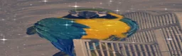 Macaws birds for sale: Blue & gold macaw  in Liverpool - Advert 1