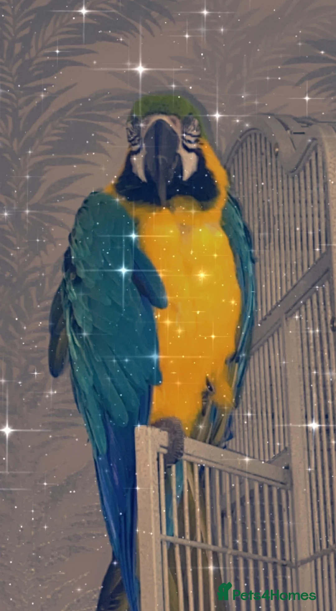 Macaws birds for sale: Blue & gold macaw  in Liverpool - Advert 1