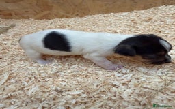 Jack Russell dogs for sale: Adorable Jack russel puppy’s for sale - Advert 10