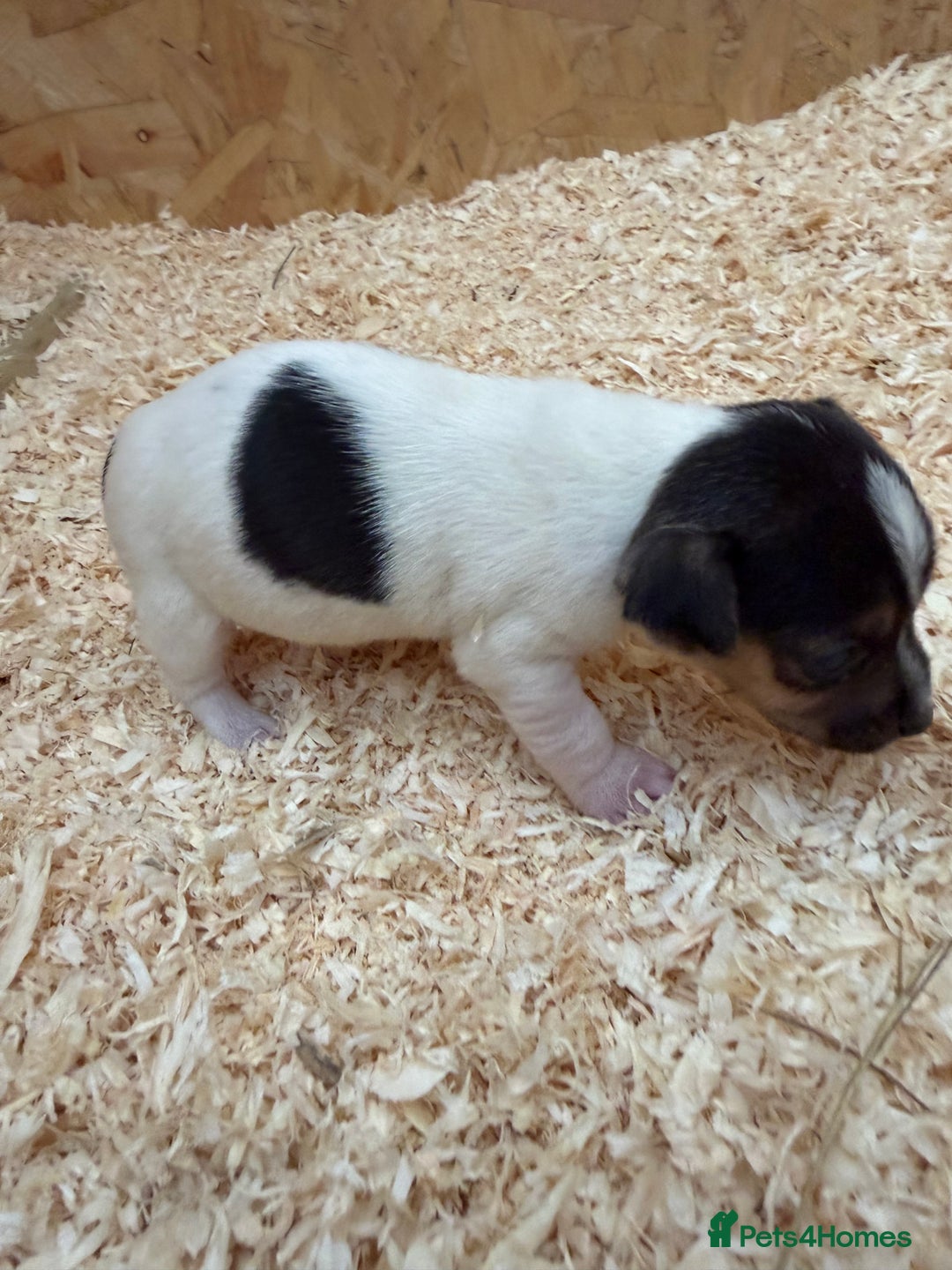 Jack Russell dogs for sale: Adorable Jack russel puppy’s for sale - Advert 10