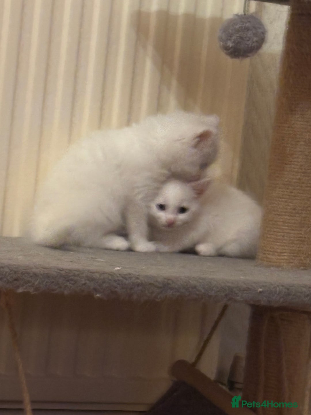 Mixed Breed cats for sale: 7 white kittens READY ASAP - Advert 14