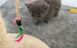 Russian Blue cats for sale: Russian Blue Kittens  - Advert 26