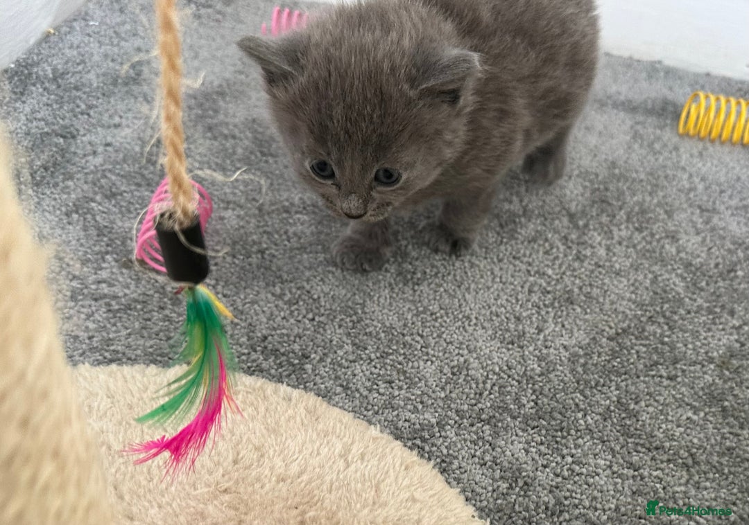 Russian Blue cats for sale: Russian Blue Kittens  - Advert 26