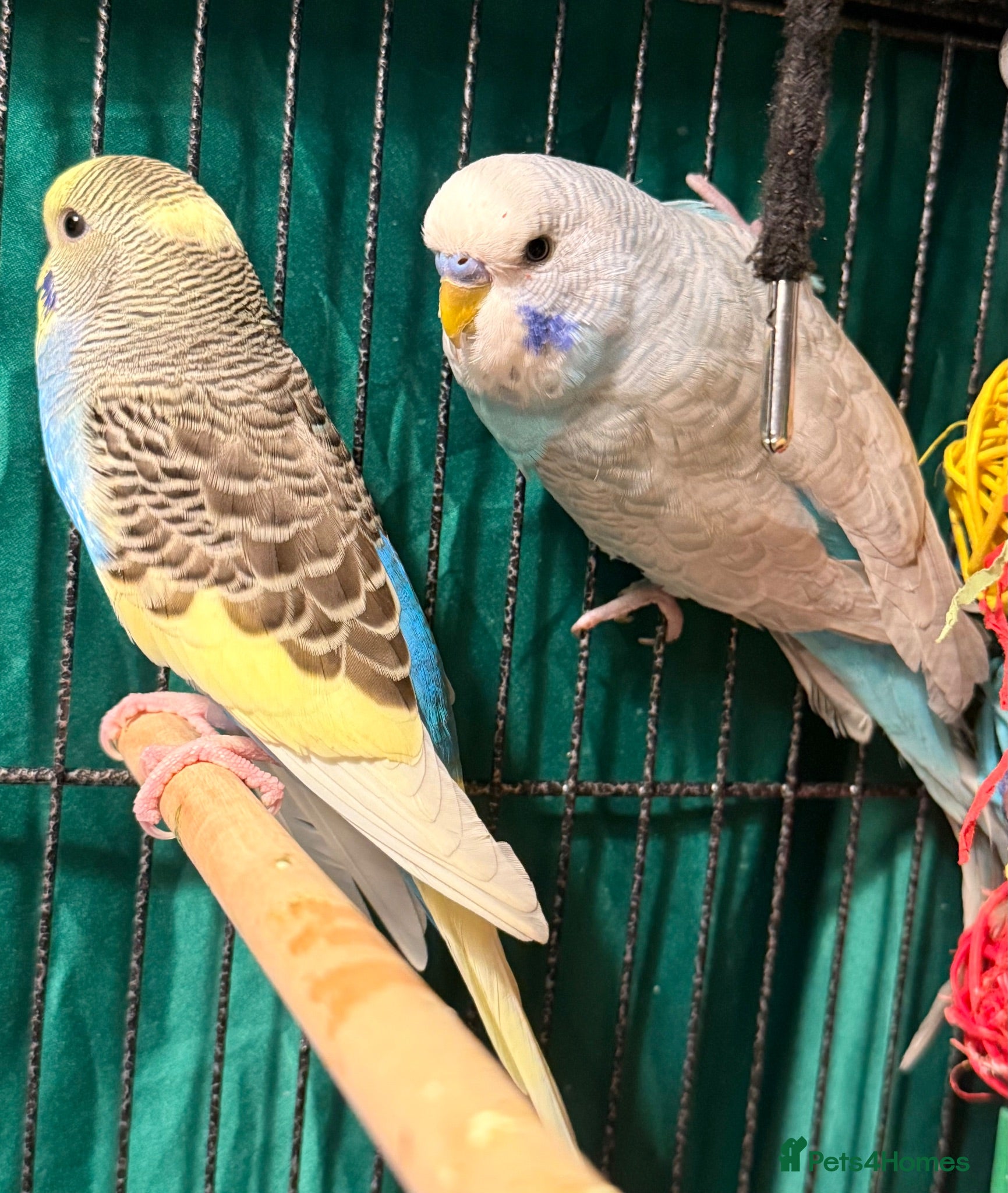Budgerigars birds NON-FLYERS  Pair of Budgies – £40 for the pair - Advert 1
