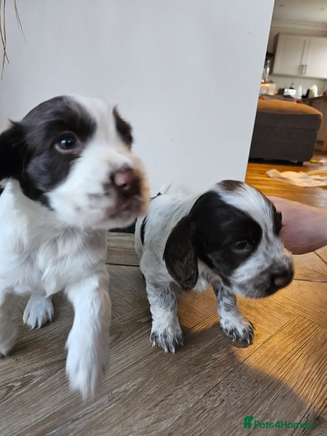 Cocker Spaniel dogs for sale: Male cocker spaniel pups - Advert 7