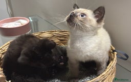 British Shorthair cats for sale: Full BSH kittens 13 weeks GCCF Parents. One gone!  - Image 21