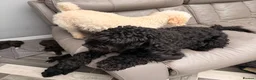 Cockapoo dogs for sale: 2 girls cockapoo ready to leave 16th September  in Bridgend - Advert 1