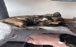 American Shorthair cats for sale: Kittens for sale  - Image 6