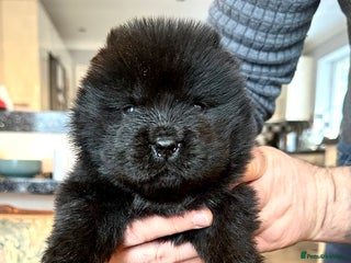 Chow Chow dogs Stunning KC registered Chow Chow puppies - Advert 10