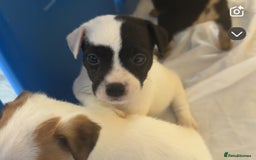 Jack Russell dogs for sale: Jack Russell Pups  - Image 1