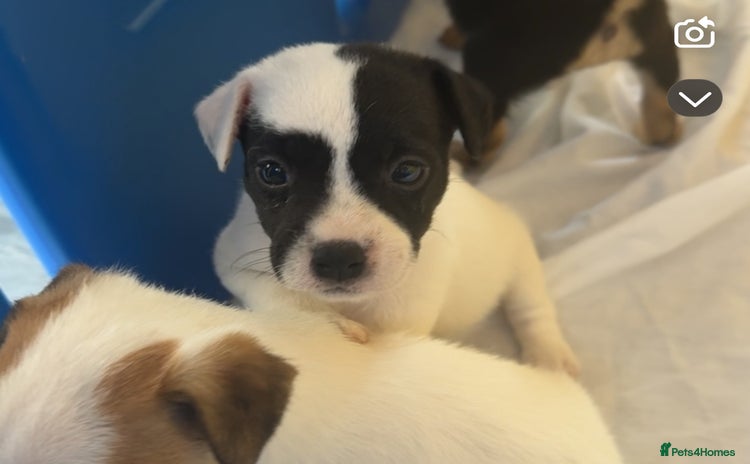 Jack Russell dogs - Advert 4