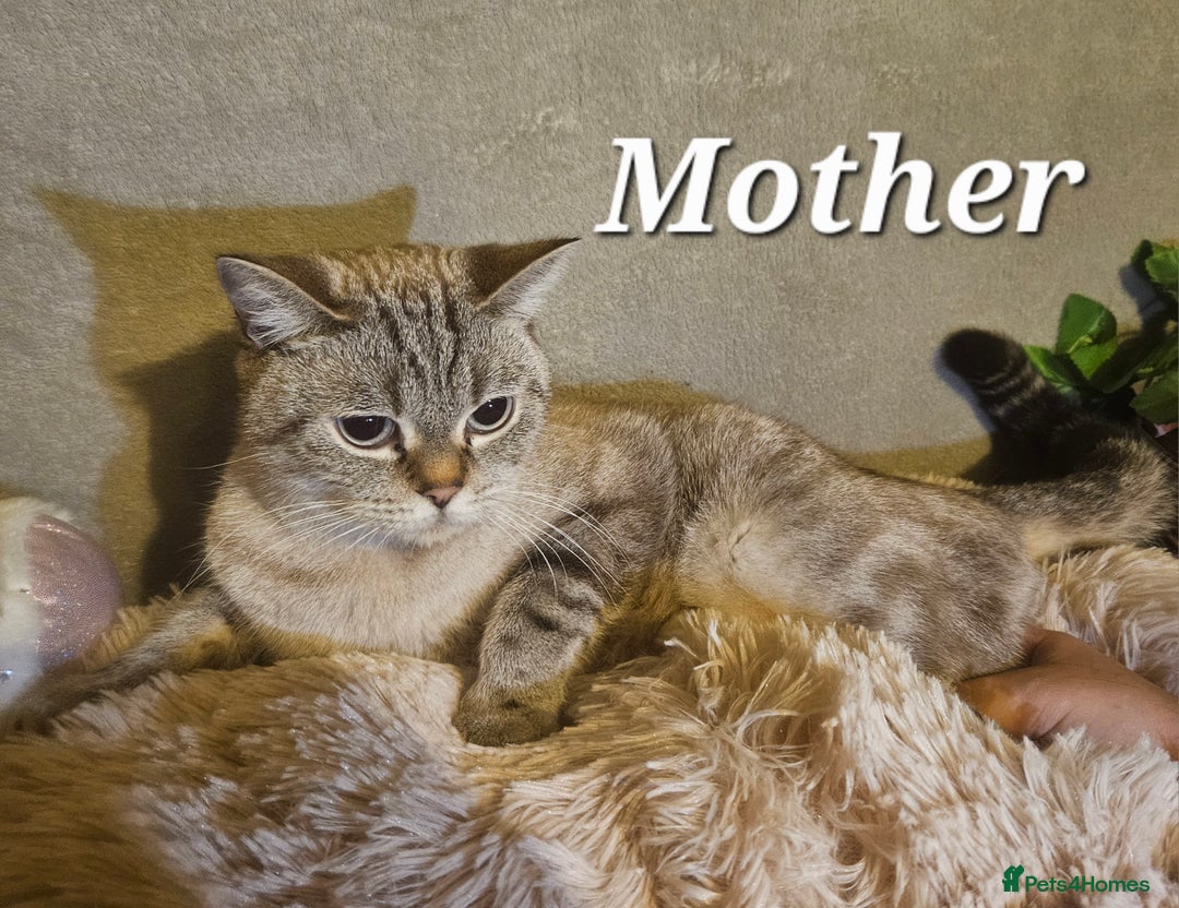 Mixed Breed cats for sale: 6 cute blue-eyed Ragdoll and BSH mix kittens  - Advert 27