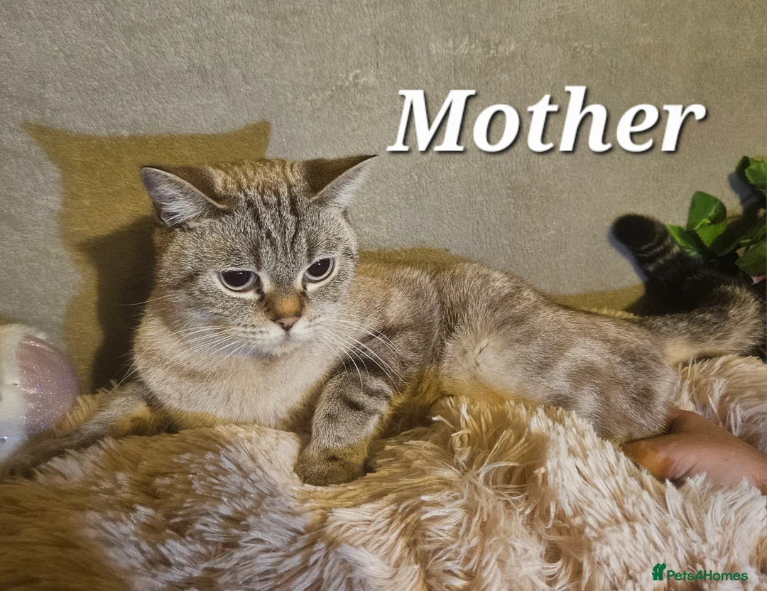 Mixed Breed cats for sale: 6 cute blue-eyed Ragdoll and BSH mix kittens  - Advert 27