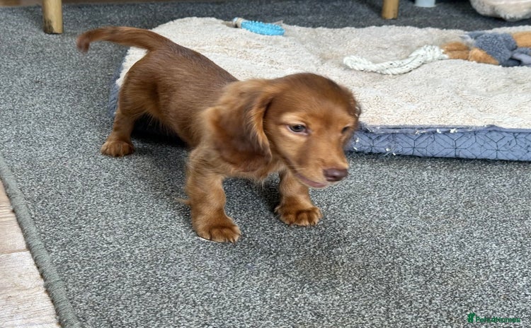 Miniature Dachshund dogs in Ely - Advert 12