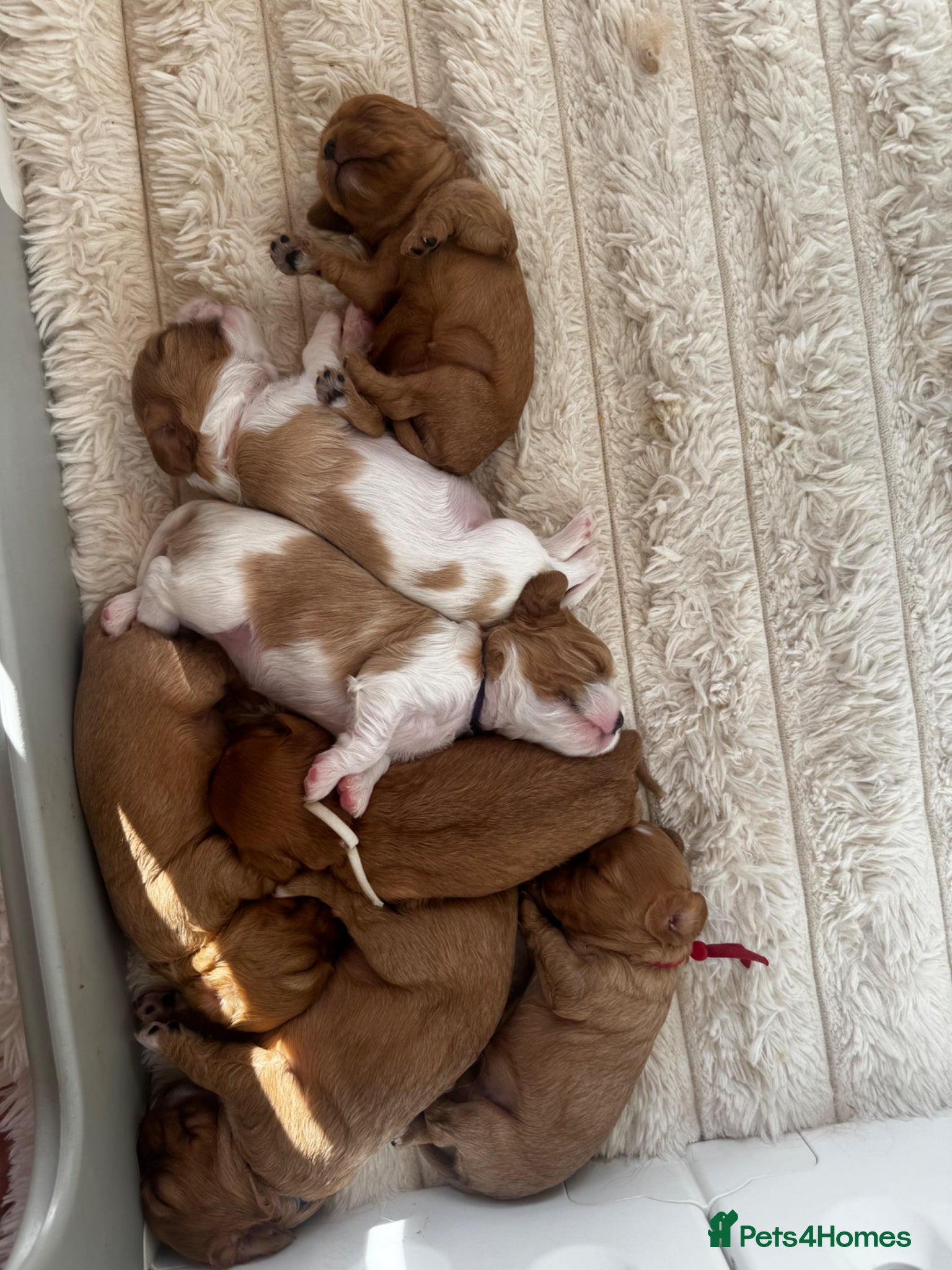 Cavalier King Charles Spaniel dogs 6 girls, cavalier King Charles spaniel available  - Advert 4
