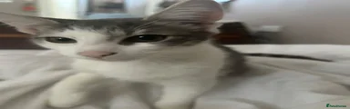 Thumper 
