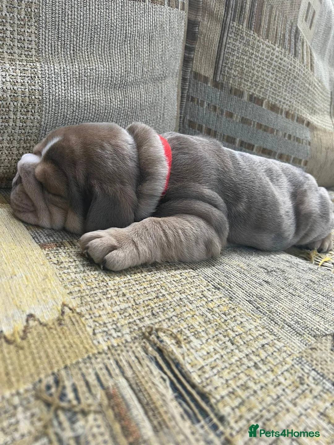 English Bulldog dogs for stud: Proven English Bulldog Stud - Blue Tri Merle in Romford - Advert 20