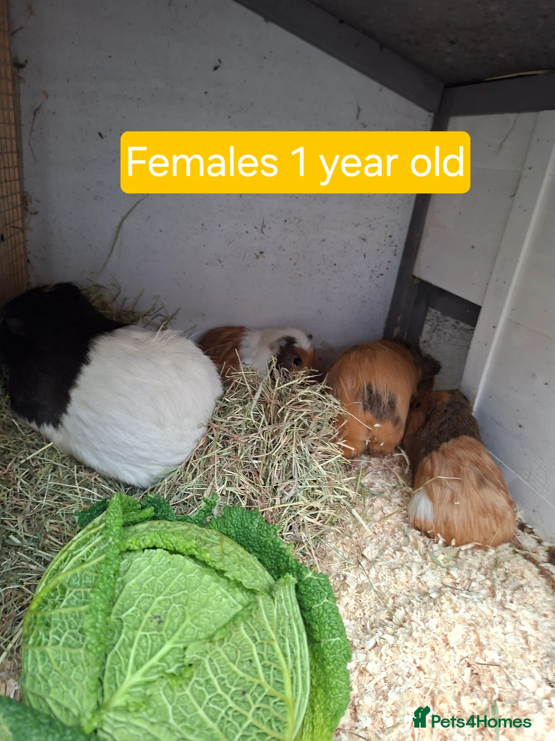 Guinea Pig rodents for sale: Baby and adult Guinea pigs for sale - Advert 2