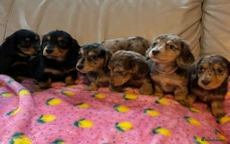 Dachshund dogs for sale: Dachshund long haired miniature - Image 18