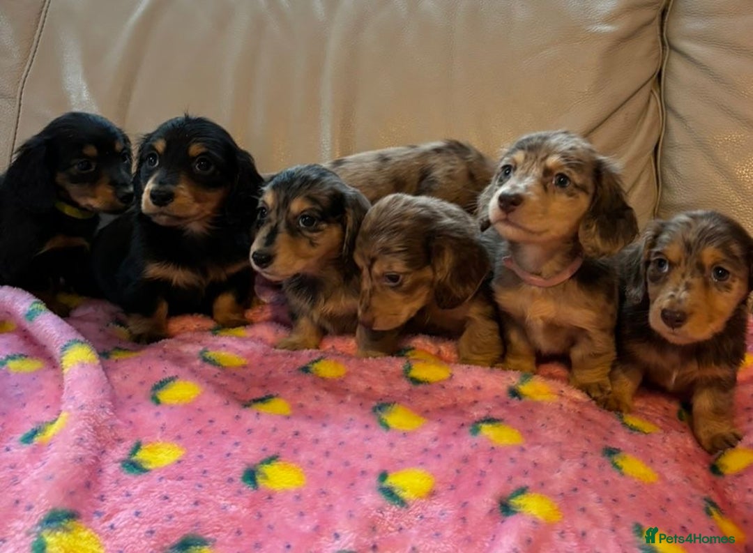Dachshund dogs for sale: Dachshund long haired miniature - Image 18