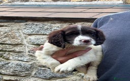 Sprocker dogs for sale: Sprocker - Image 2