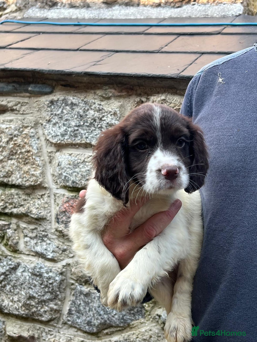 Sprocker dogs for sale: Sprocker - Image 2