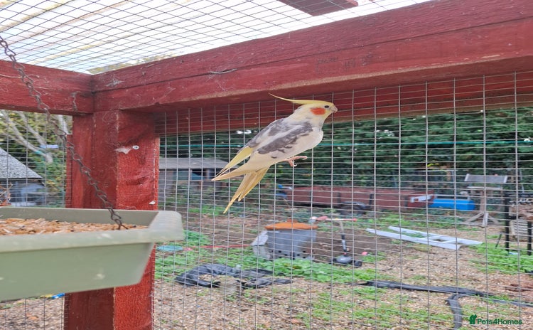 Cockatiels birds - Advert 1