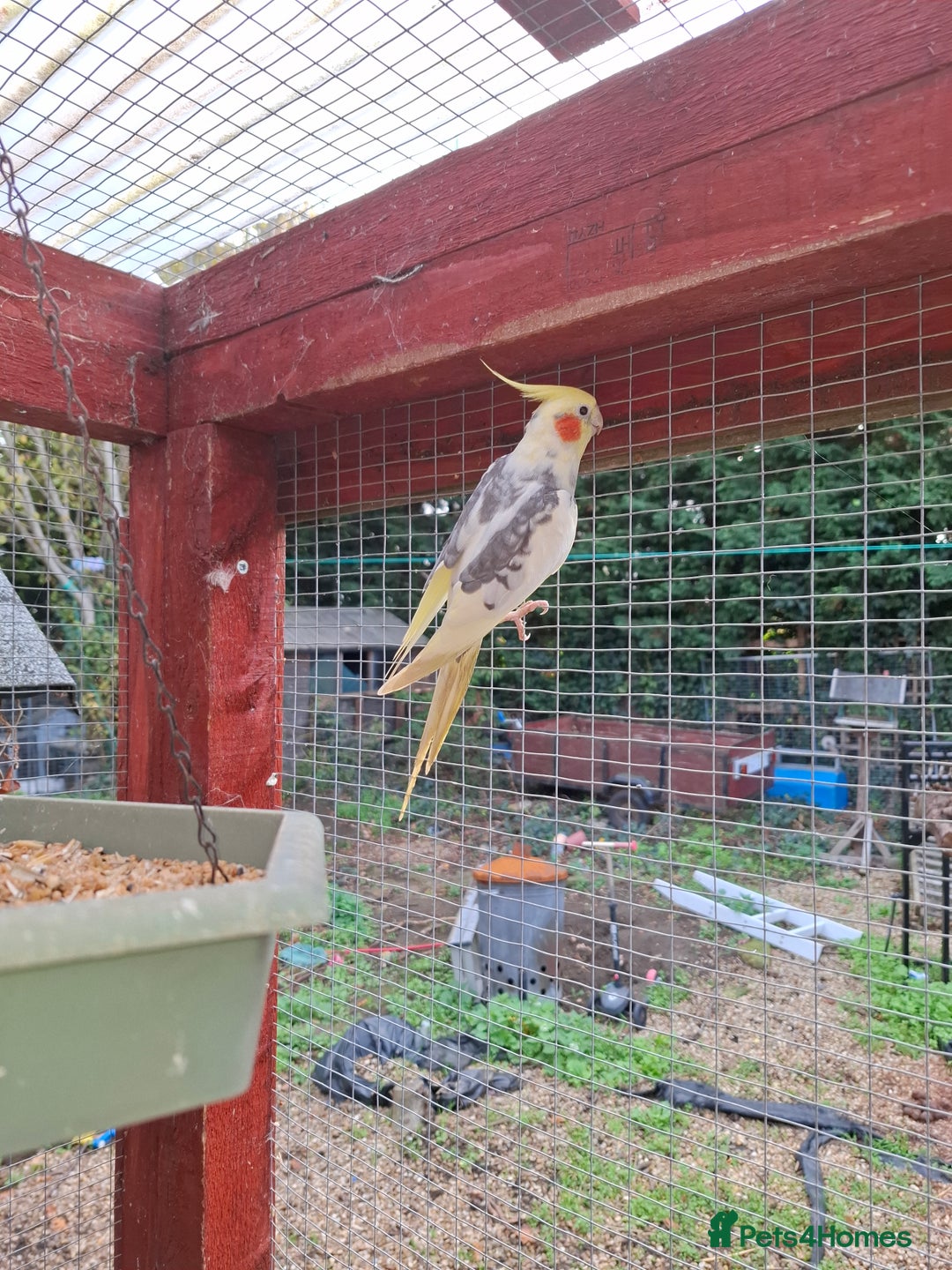 Cockatiels birds for sale: Male cockatiel  - Image 1