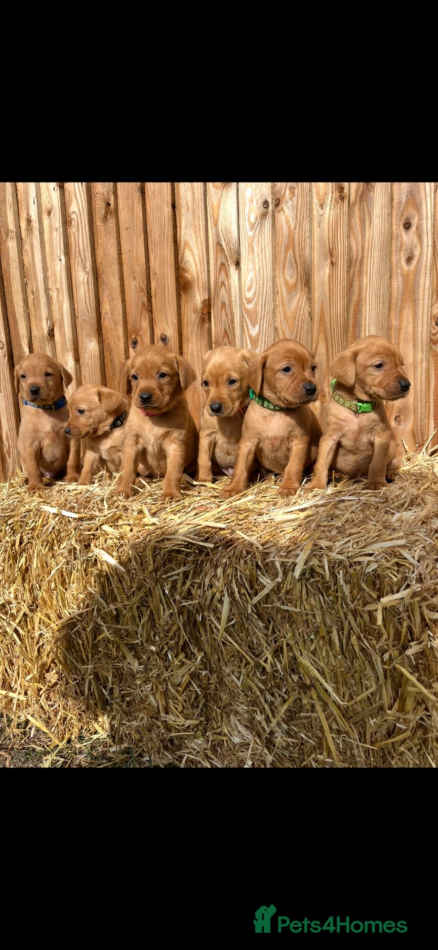 Labrador Retriever dogs Labrador retriever puppies - Advert 2