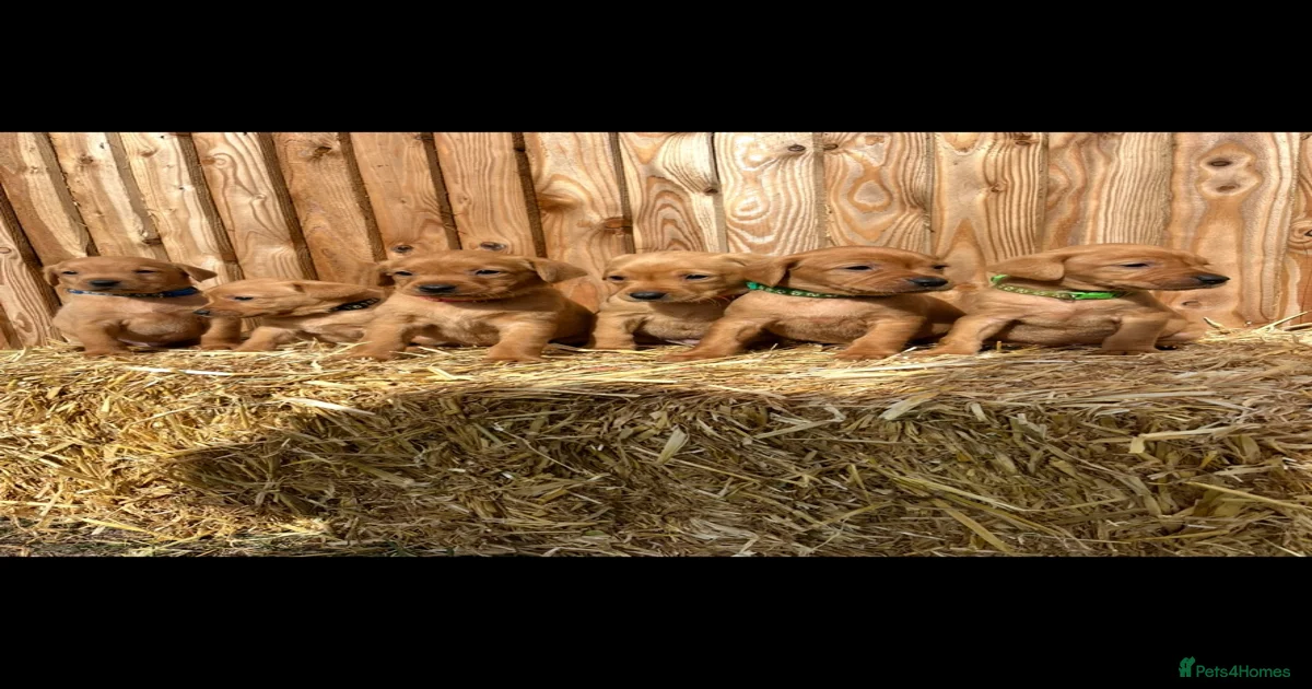 Fox red labrador Puppies for sale | Pets4Homes