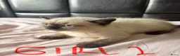 Scottish Fold cats for sale: Beautiful Scottish Fold & Straight Kittens in Wigston - Advert 15
